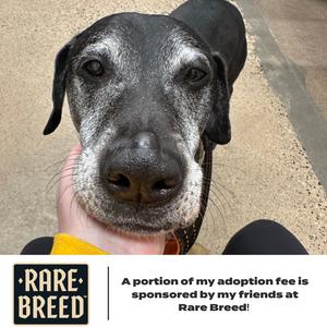 Dax D66899 (Sponsored), Retriever, Black Labrador, senior, available for adoption