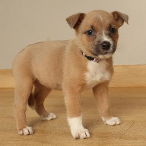 A small brown and white puppy standing on a wooden floor.