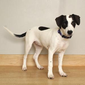 A black and white dog standing on a wooden floor, wearing a blue collar.