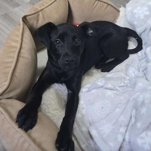 Carrie Mae D71107, Terrier, puppy, available for adoption