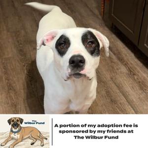 Black Eyed Susan D70219 (Sponsored), Retriever, Labrador, adult, available for adoption