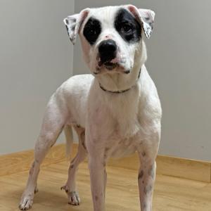 A white dog with black patches on its face and ears, standing on a wooden floor.