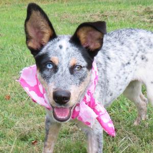 A blue heeler dog with a pink bandana standing in grass