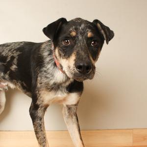 Cal D70690, Catahoula Leopard Dog, young, available for adoption