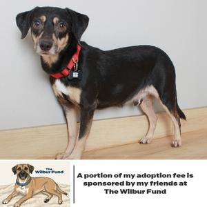 Alvin D66181 (Sponsored), Chihuahua, adult, available for adoption
