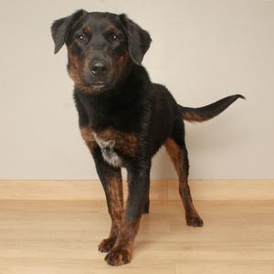 A black and brown dog standing on a wooden floor with a light-colored wall in the background.