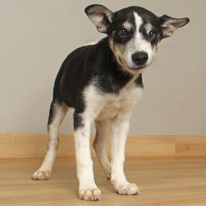 A black and white puppy standing on a wooden floor