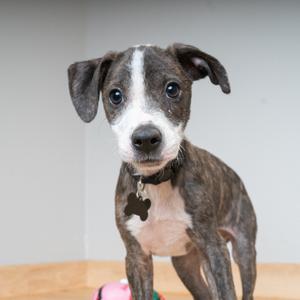 A brindle and white puppy with big ears and a collar with a bone-shaped tag looks directly at the camera.