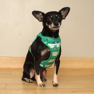 A small black and white dog wearing a green harness, sitting on a wooden floor.