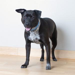 black dog standing on a wooden floor