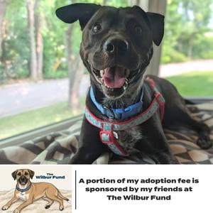 Dizzy D19174 (Sponsored), Retriever, Black Labrador, adult, available for adoption