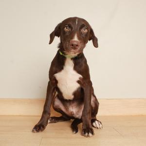 A brown and white dog sitting on a wooden floor, wearing a green collar.