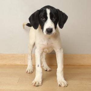 A black and white puppy standing on a wooden floor.