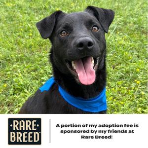 Alfred D70221 (Sponsored), Retriever, Black Labrador, adult, available for adoption