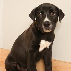 black puppy with white patch on chest