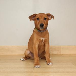 A brown puppy sitting on a wood-look floor against a plain wall.