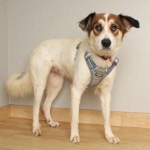 A white dog with brown patches on its face and ears, wearing a gray harness, standing on a wooden floor.