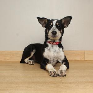 A black and white dog with a red collar lying on a wooden floor