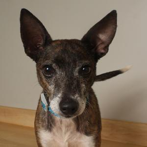 Boots D70225, Chihuahua, adult, available for adoption