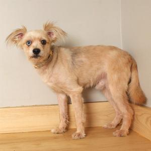 A small, light brown dog with a scruffy coat standing on a wooden floor against a beige wall.