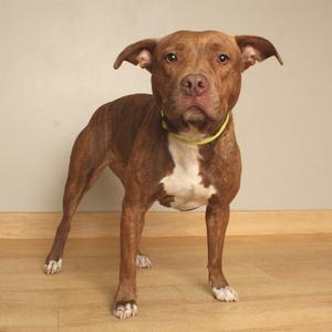 A brown and white pit bull terrier standing on a wooden floor with a yellow collar.