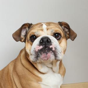 A close-up headshot of a brown and white bulldog looking directly at the camera.