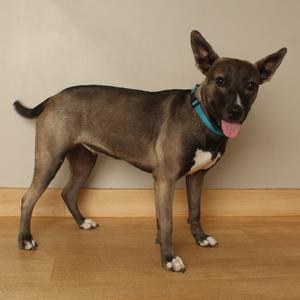 Buttercup D70242, Catahoula Leopard Dog, adult, available for adoption