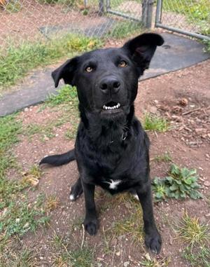 Cherry, Border Collie / Black Labrador Retriever, young, available for adoption