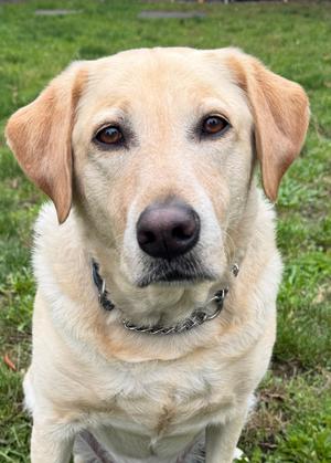 Buddy, Labrador Retriever, senior, available for adoption