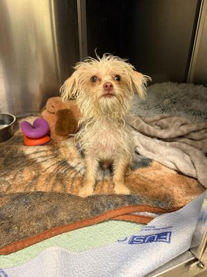 Flea, Terrier / Yorkshire Terrier, puppy, available for adoption