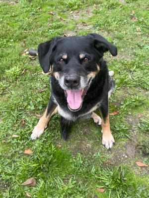 Frank - UPDATE, German Shepherd Dog / Rottweiler, senior, available for adoption