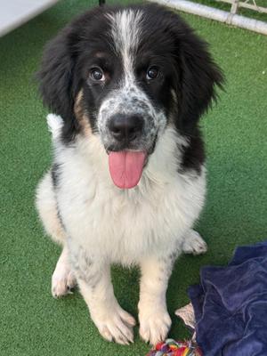 Scarlett - CLOSED FOR APPLICATIONS, Great Pyrenees / Border Collie, puppy, available for adoption