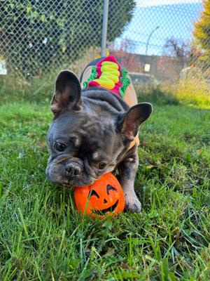 Herbert -CLOSED FOR APPLICATIONS, French Bulldog, young, available for adoption