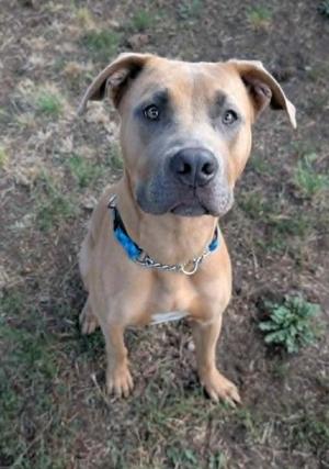 a brown dog with a blue collar sitting on grass