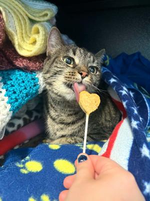 Happy, adult, available for adoption
