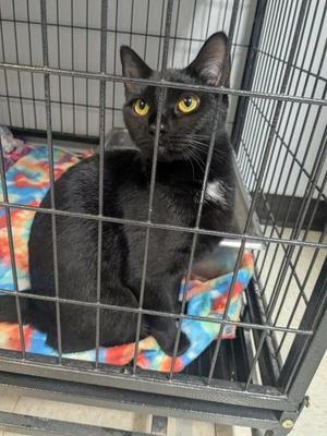 Moana, adult, available for adoption