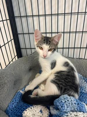 Cedar, kitten, available for adoption