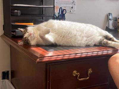 Martha, adult, available for adoption