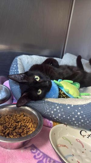 Maeve, adult, available for adoption