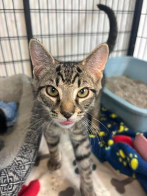 Rowan, young, available for adoption