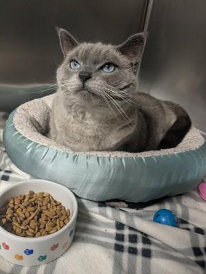 A gray cat with blue eyes sitting in a blue pet bed, next to a bowl of kibble on a checkered blanket.