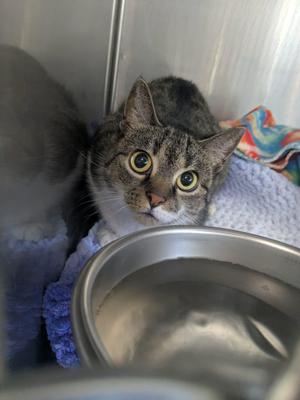 A tabby cat with large, expressive eyes is sitting inside a metal enclosure, looking directly at the camera. The cat is resting on a blue blanket, and a metal bowl is in the foreground. The background includes a colorful cloth and a white towel.