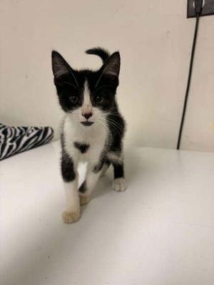 Checkers, kitten, available for adoption