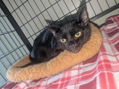 Nani, adult, available for adoption