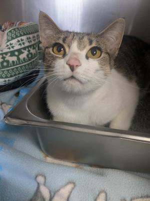 A gray and white cat with yellow eyes sitting in a metal container on a blue blanket.