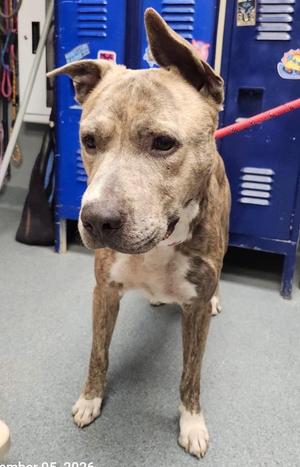 Skeeter, Pit Bull Terrier, young, available for adoption