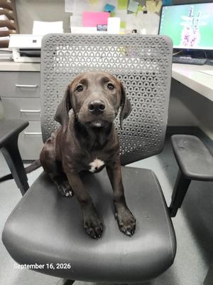 A brown dog sitting on a black office chair with a white chest patch, looking directly at the camera. The background shows an office setting with a computer monitor and some papers on a desk.