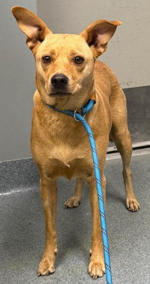 Jackie, Mixed Breed, adult, available for adoption