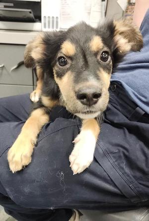 Jay, Mixed Breed, puppy, available for adoption