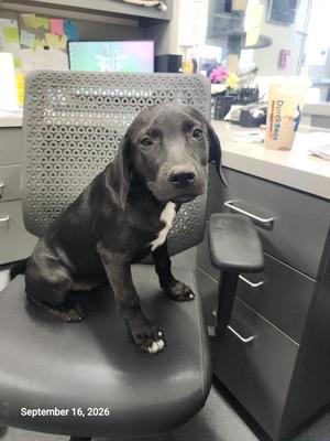 Nora, Labrador Retriever / Mixed Breed, adult, available for adoption